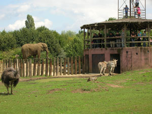 Olmense zoo, éléphant, zèbres et autruche...