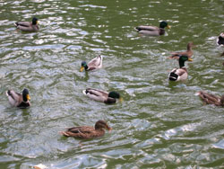 Les canards du Domaine des Bois Des Rêves 