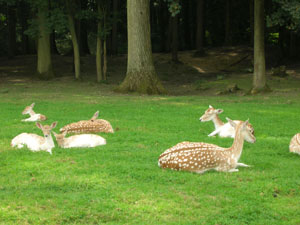 Domaine d'helecine, parc à daims