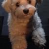 Aska-2 2ans