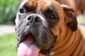Bruce-1 3 ans 10 mois