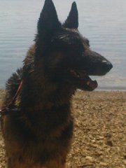chien-berger-1
