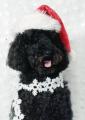 Bud, caniche Royal 6 ans