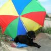 ZORRO 5 ans 1/2