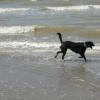 ZORRO 6 ans 1/2