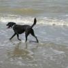 ZORRO 6 ans 1/2