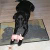 ZORRO 7 ans 1/2