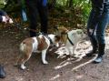 Balade SOS BULLDOG 24/10/2025