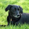ZORRO 8 ans