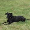 ZORRO 2 ans