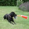 ZORRO 5 ans 1/2