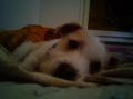 ROBLEY 8 mois