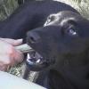 ZORRO 1 an