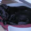 ZORRO 1 AN 1/2