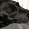 ZORRO