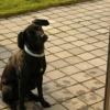 ZORRO 2 ANS