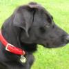 Zorro 6 ans