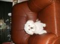 Dicky 14 ans