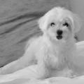 Maya Mini Bichon Maltais - 2 ans