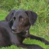 Zorro 6 ans