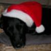 ZORRO 7 ANS