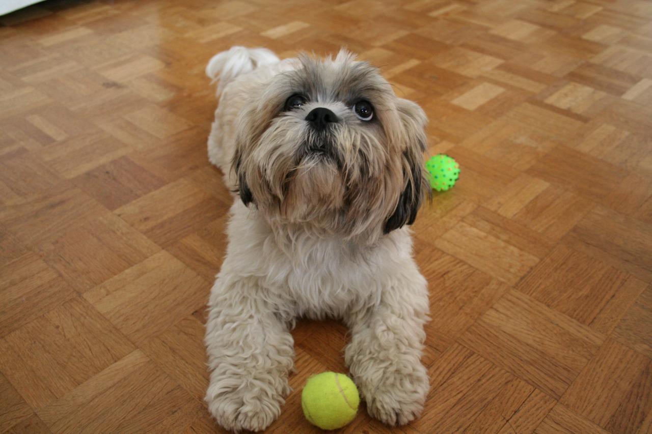 L'album de Oscar