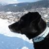Zorro 10 ans