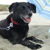 Zorro 11 ans et 1/2, à la mer du nord