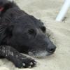 Zorro 11 ans et 1/2, sieste à la mer