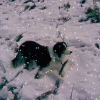 Stella-and-snow-3