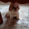 Uschi-118 12 ans