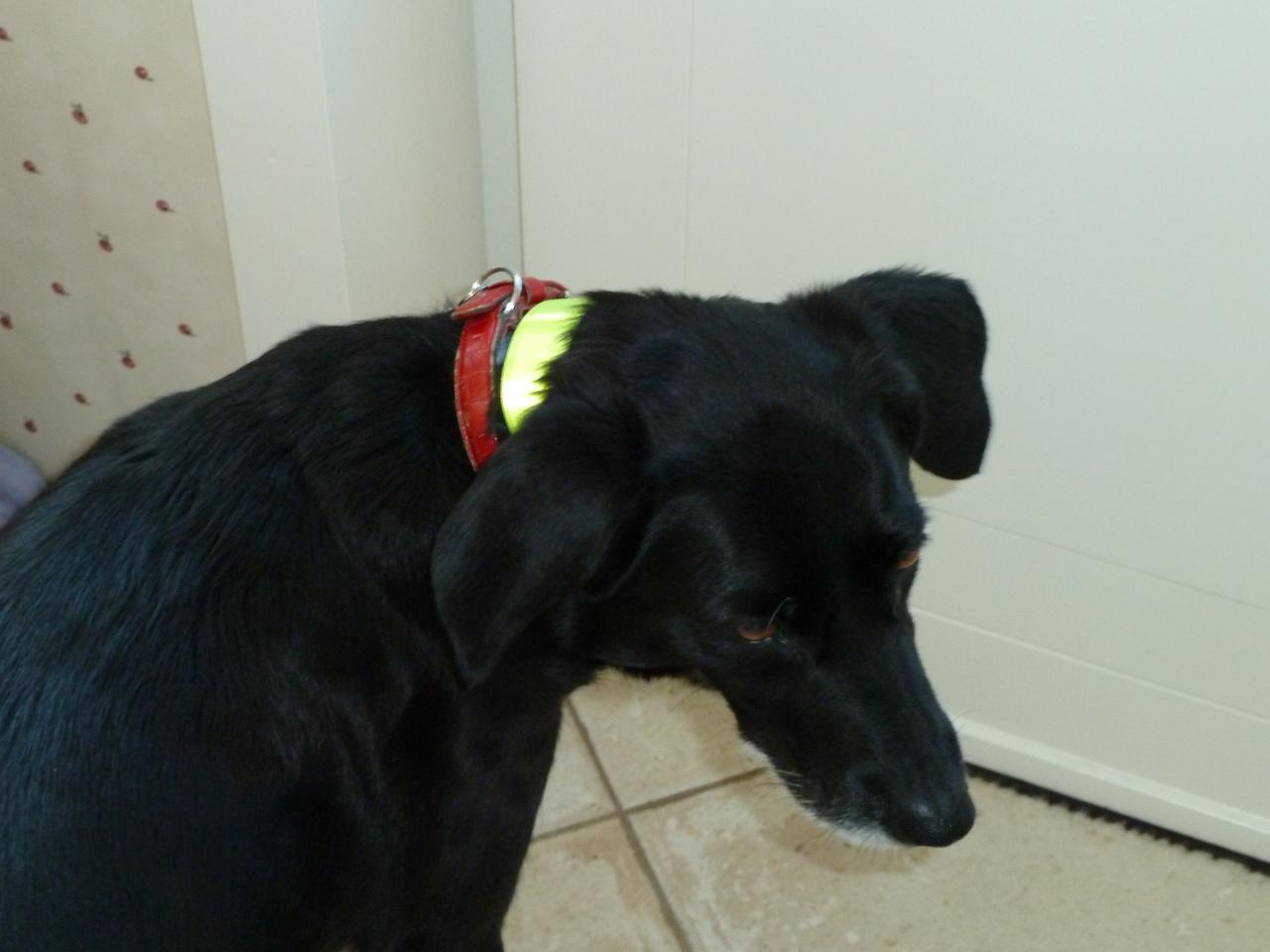 zorro-21juillet2013