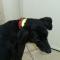zorro-21juillet2013 10 ans 1/2