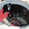 zorro-dodo 10 ans 1/2