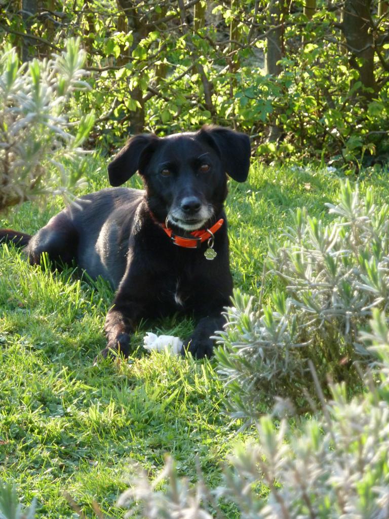 Zorro 12 ans 04/2015