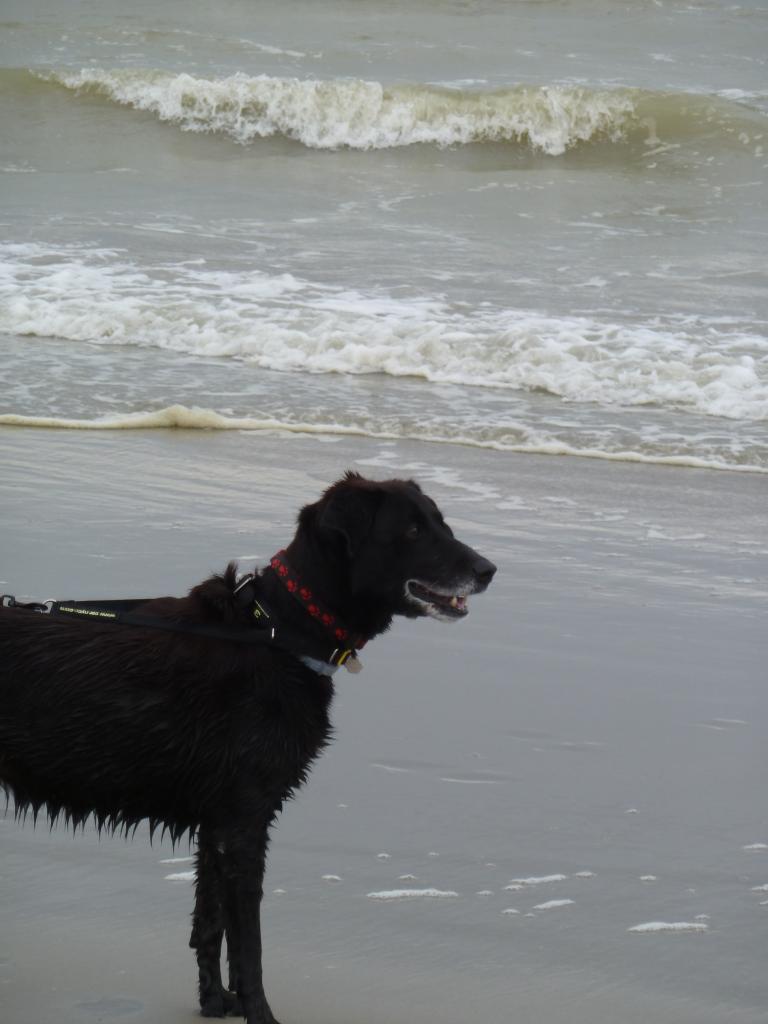 Zorro 12 ans 07/2015