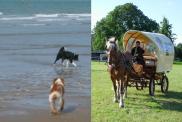 4 legs paradise