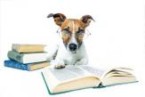 Chien etudie