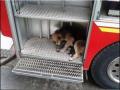 chienne-camion-pompier.jpg