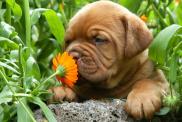 Chiot atelier canischola