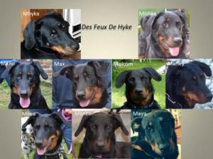 Eleveur beauceron des feux de hyke
