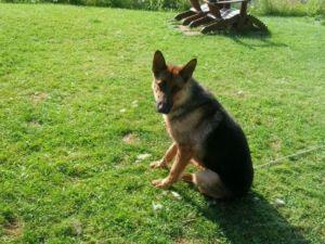 eleveur-berger-allemand-un-bon-chien.jpg