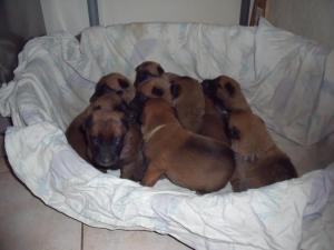 Eleveur berger belge malinois du feu de wotan