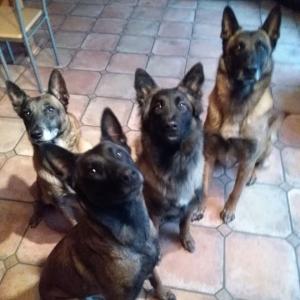 Eleveur berger belge malinois