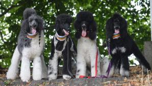 Eleveur caniche Passion Canine