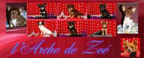 Eleveur chihuahua arche de zoe opt