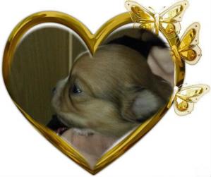 eleveur-chihuahua-des-minis-joyaux-d-isa.jpg
