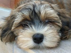 Eleveur hav a dream bichons havanais