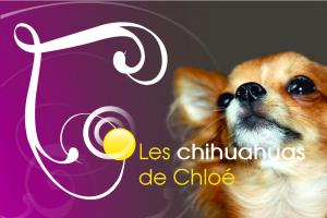 eleveur-les-chihuahuas-de-chloe.jpg