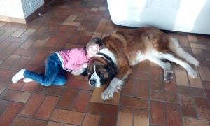 Eleveur saint bernard